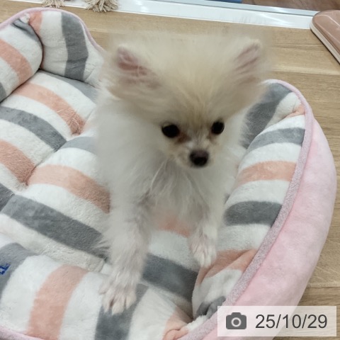 ポメラニアンの写真