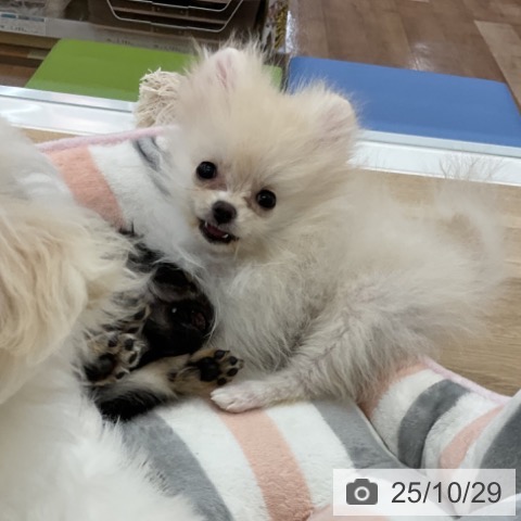 ポメラニアンの写真