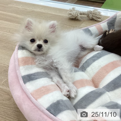 愛知県のポメラニアン (ペットプラス 東浦店/2025年8月14日生まれ/女の子/クリーム)の子犬の3枚目の画像
