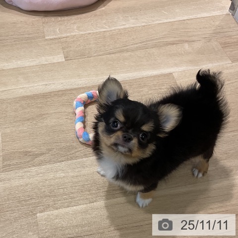 三重県のチワワ(ロング) (ペットプラス 四日市泊店/2025年8月28日生まれ/男の子/ブラッククリームホワイト)の子犬の4枚目の画像