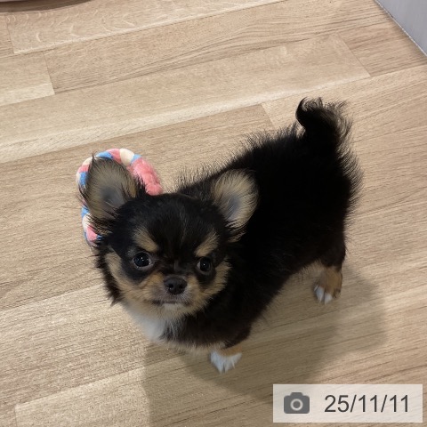 三重県のチワワ(ロング) (ペットプラス 四日市泊店/2025年8月28日生まれ/男の子/ブラッククリームホワイト)の子犬の3枚目の画像