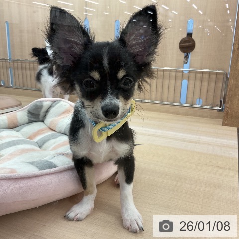 三重県のチワワ(ロング) (ペッツワン 桑名店/2025年8月27日生まれ/男の子/ブラックタンホワイト)の子犬の4枚目の画像