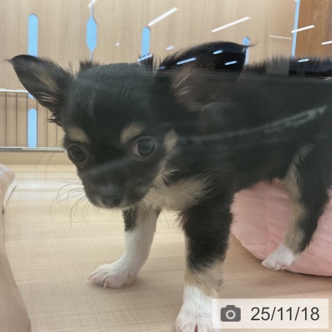 三重県のチワワ(ロング) (ペッツワン 桑名店/2025年8月27日生まれ/男の子/ブラックタンホワイト)の子犬の4枚目の画像