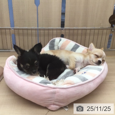 三重県のチワワ(ロング) (ペッツワン 桑名店/2025年8月27日生まれ/男の子/ブラックタンホワイト)の子犬の3枚目の画像