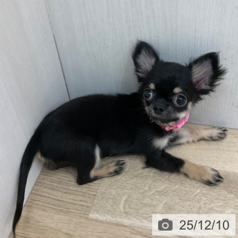 愛知県のチワワ(ロング) (ペットプラス 上飯田店/2025年8月26日生まれ/女の子/ブラックタン)の子犬の4枚目の画像