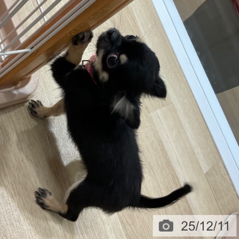 愛知県のチワワ(ロング) (ペットプラス 上飯田店/2025年8月26日生まれ/女の子/ブラックタン)の子犬の3枚目の画像