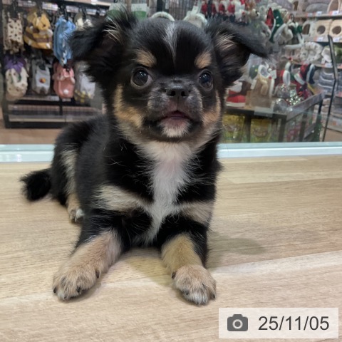 愛知県のチワワ(ロング) (ペットプラス イオンモール豊川店/2025年8月28日生まれ/男の子/ブラックタンホワイト)の子犬の4枚目の画像