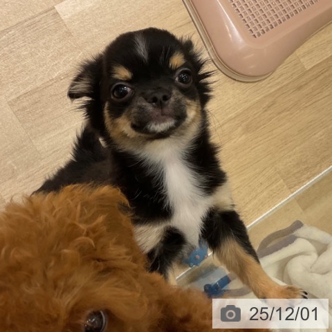 愛知県のチワワ(ロング) (ペットプラス イオンモール豊川店/2025年8月28日生まれ/男の子/ブラックタンホワイト)の子犬の3枚目の画像