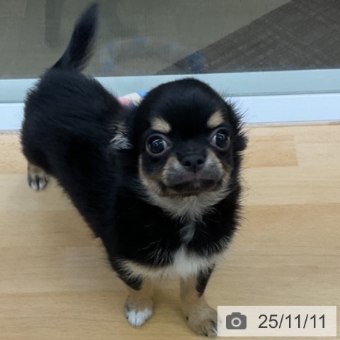 三重県のチワワ(ロング) (ペットプラス 津南店/2025年8月28日生まれ/男の子/ブラックタンホワイト)の子犬の3枚目の画像