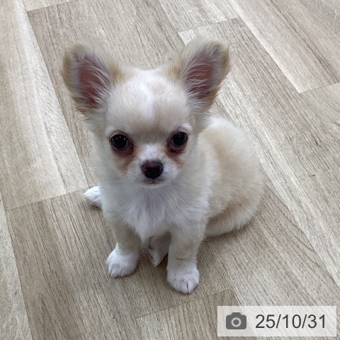 三重県のチワワ(ロング) (ペットプラス 四日市泊店/2025年8月27日生まれ/男の子/クリームホワイト)の子犬の4枚目の画像