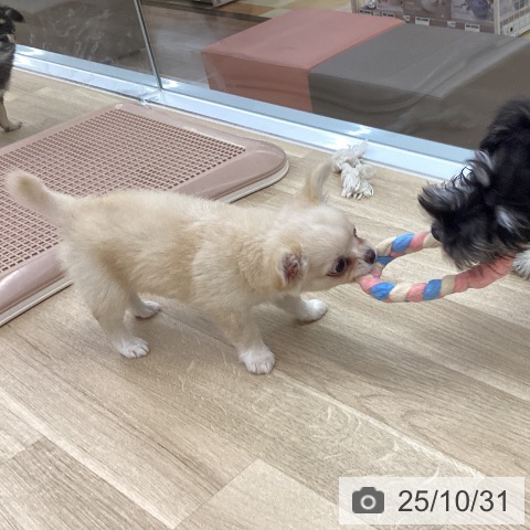 三重県のチワワ(ロング) (ペットプラス 四日市泊店/2025年8月27日生まれ/男の子/クリームホワイト)の子犬の3枚目の画像