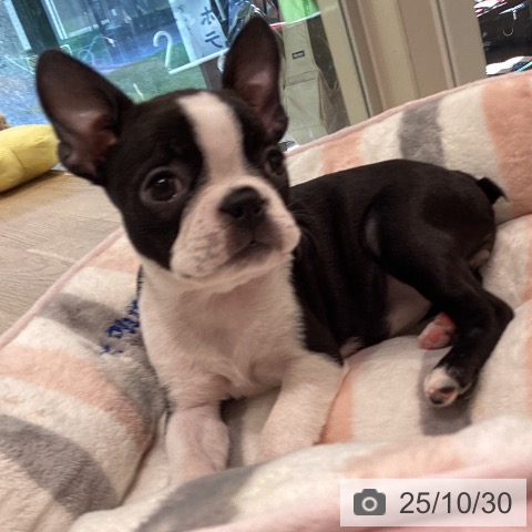 ボストン・テリアの写真