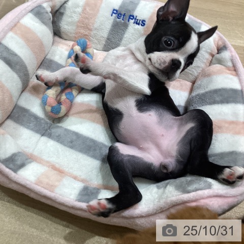 ボストン・テリアの写真