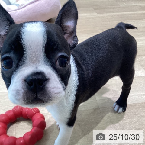 ボストン・テリアの写真