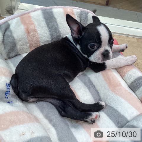 ボストン・テリアの写真