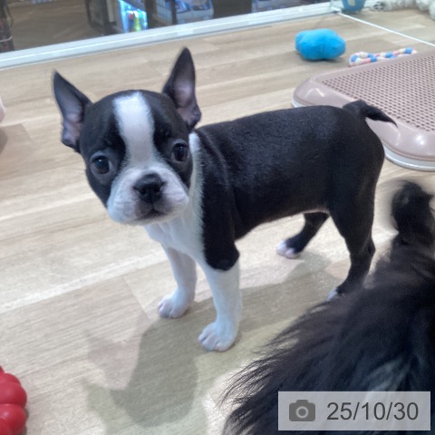 ボストン・テリアの写真