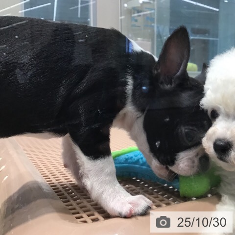 ボストン・テリアの写真