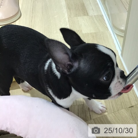 ボストン・テリアの写真