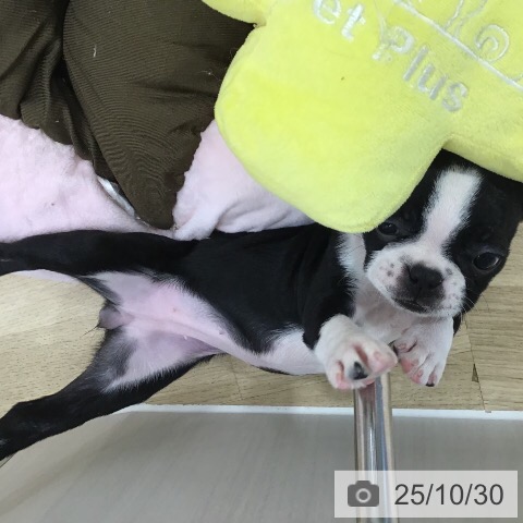 ボストン・テリアの写真