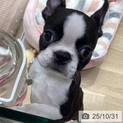 ボストン・テリアの写真