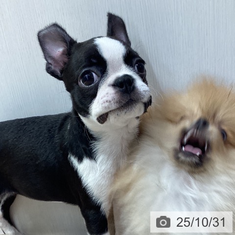 ボストン・テリアの写真