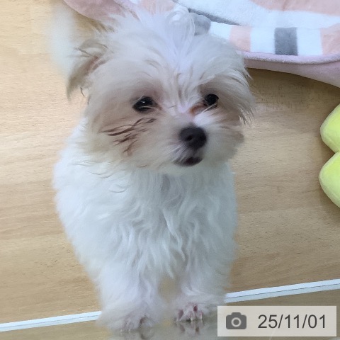 マルチーズの写真