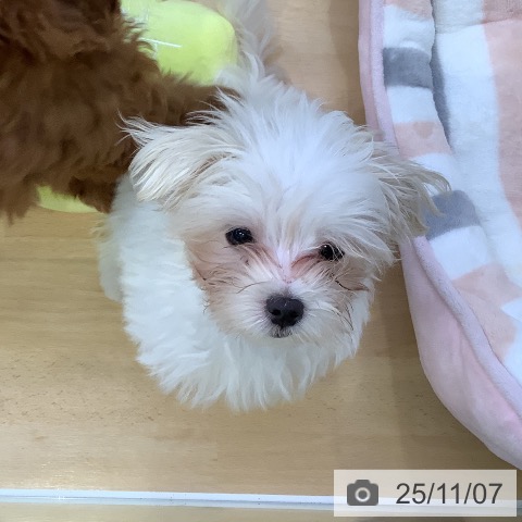 三重県のマルチーズ (ペットプラス 四日市泊店/2025年8月15日生まれ/男の子/ホワイト)の子犬の4枚目の画像