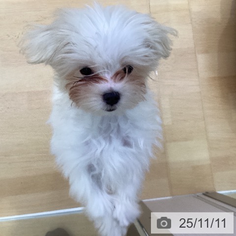 三重県のマルチーズ (ペットプラス 四日市泊店/2025年8月15日生まれ/男の子/ホワイト)の子犬の3枚目の画像