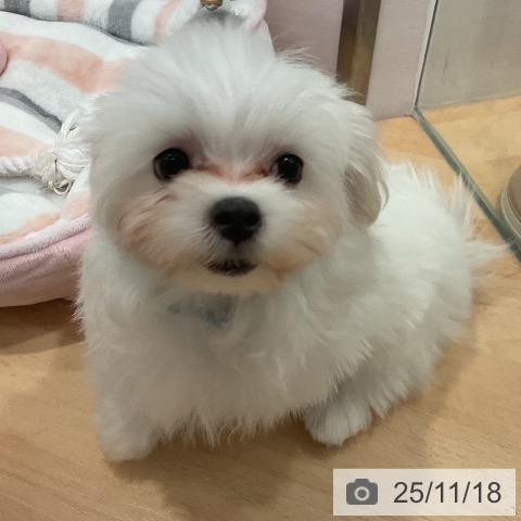 愛知県のマルチーズ (ペットプラス みなと店/2025年8月15日生まれ/男の子/ホワイト)の子犬の4枚目の画像