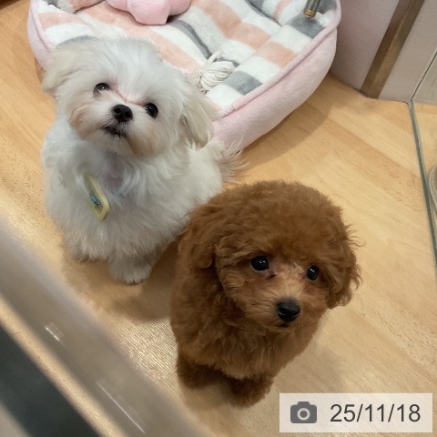 愛知県のマルチーズ (ペットプラス みなと店/2025年8月15日生まれ/男の子/ホワイト)の子犬の3枚目の画像