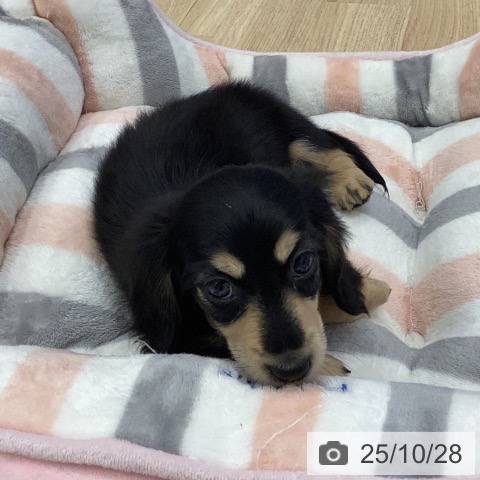 ミニチュア・ダックスフンドの写真