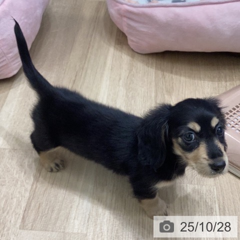 ミニチュア・ダックスフンドの写真