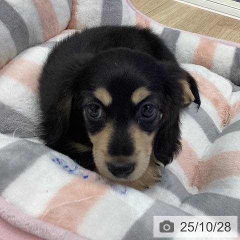 ミニチュア・ダックスフンドの写真