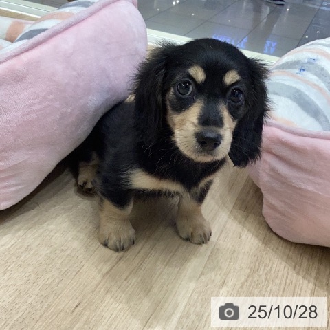 ミニチュア・ダックスフンドの写真