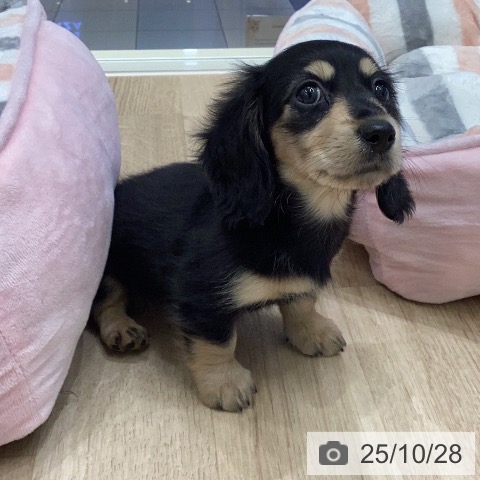 ミニチュア・ダックスフンドの写真