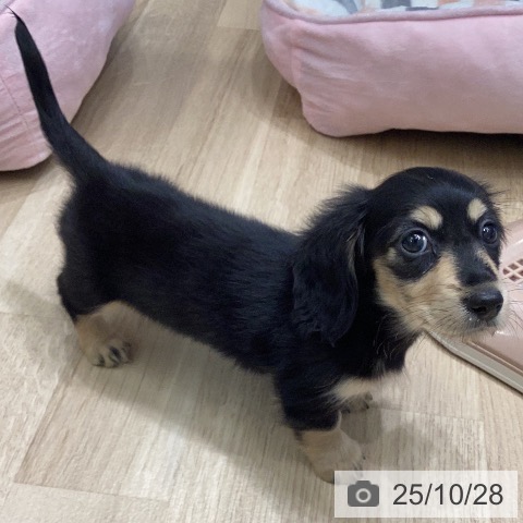 ミニチュア・ダックスフンドの写真