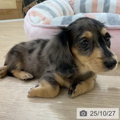 ミニチュア・ダックスフンドの写真