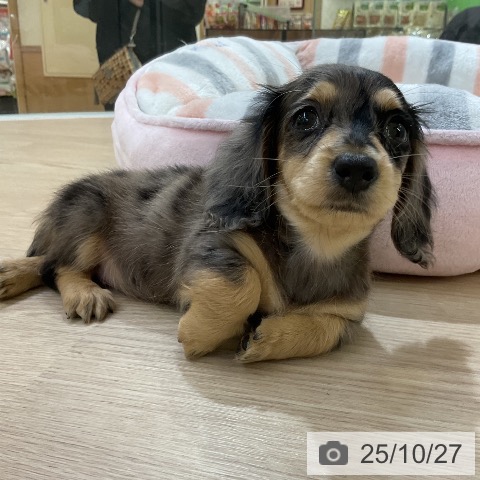 ミニチュア・ダックスフンドの写真