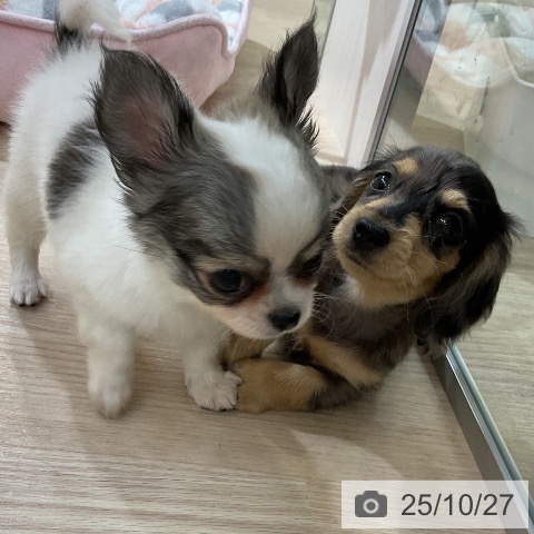 ミニチュア・ダックスフンドの写真