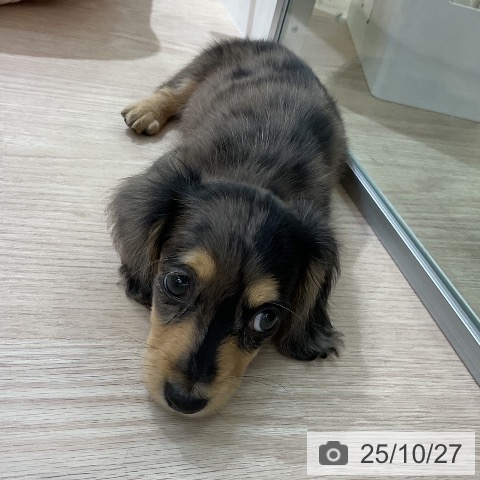 ミニチュア・ダックスフンドの写真