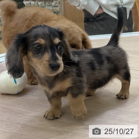 ミニチュア・ダックスフンドの写真