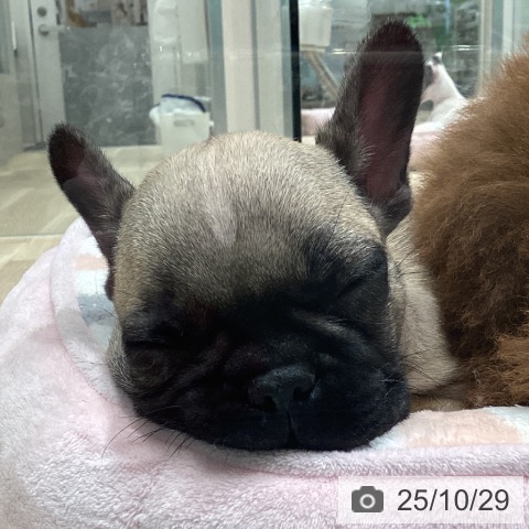 フレンチ・ブルドッグの写真
