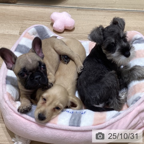 フレンチ・ブルドッグの写真