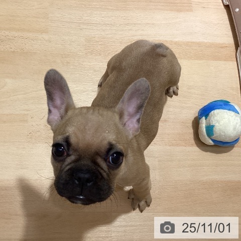 フレンチ・ブルドッグの写真