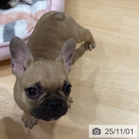 フレンチ・ブルドッグの写真