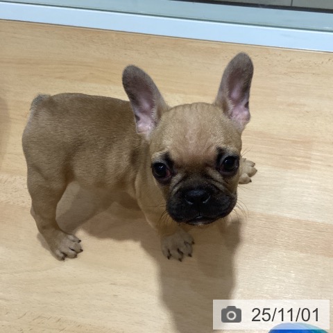 埼玉県のフレンチブルドッグ (ペットプラス 与野店/2025年8月28日生まれ/女の子/フォーン)の子犬の3枚目の画像