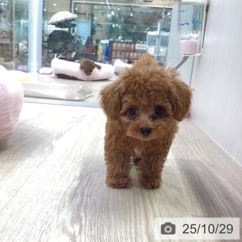 トイ・プードルの写真