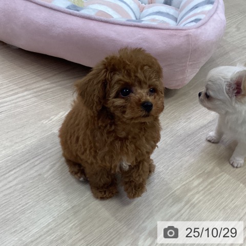 トイ・プードルの写真