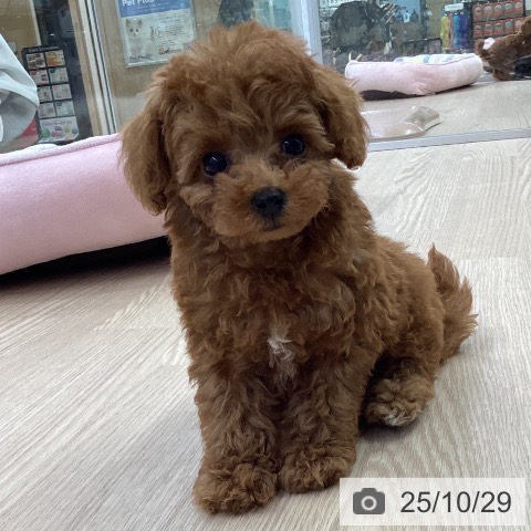 トイ・プードルの写真