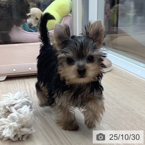 ヨークシャー・テリアの写真